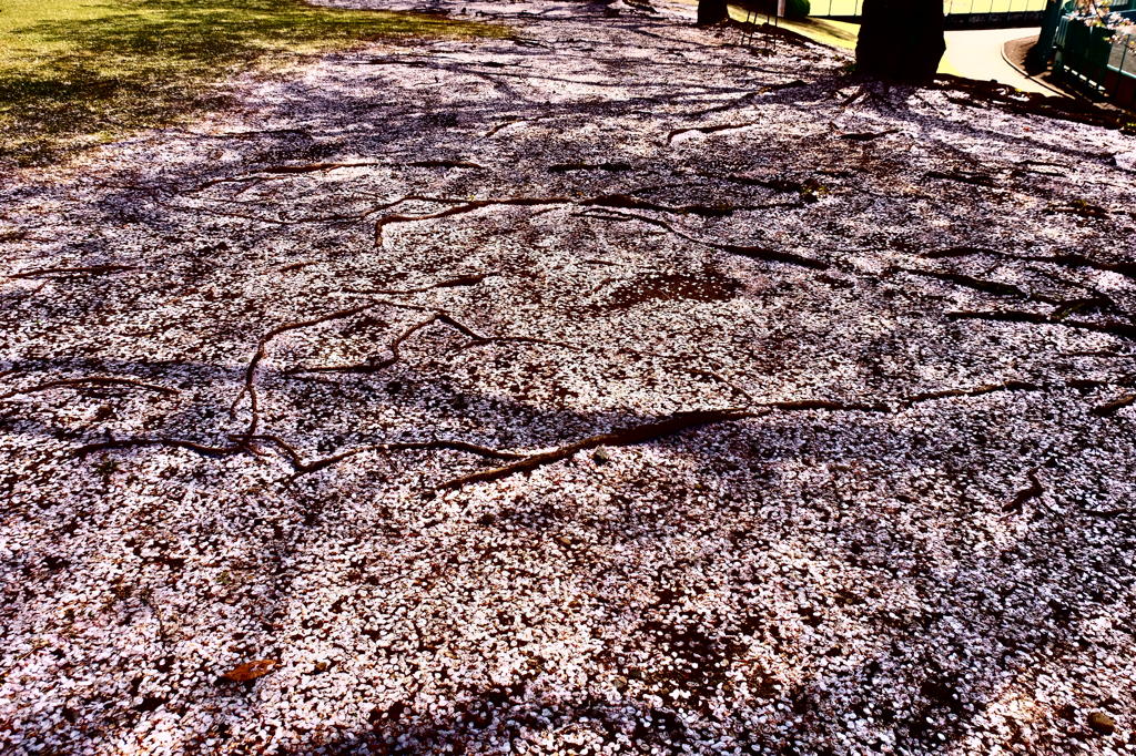150412__地桜Ⅱ