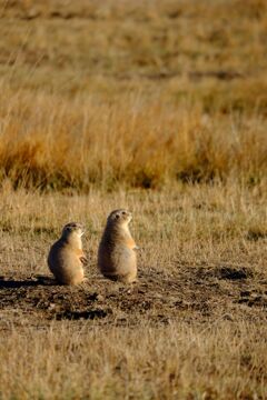 Prairie Dog