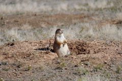 Prairie Dog