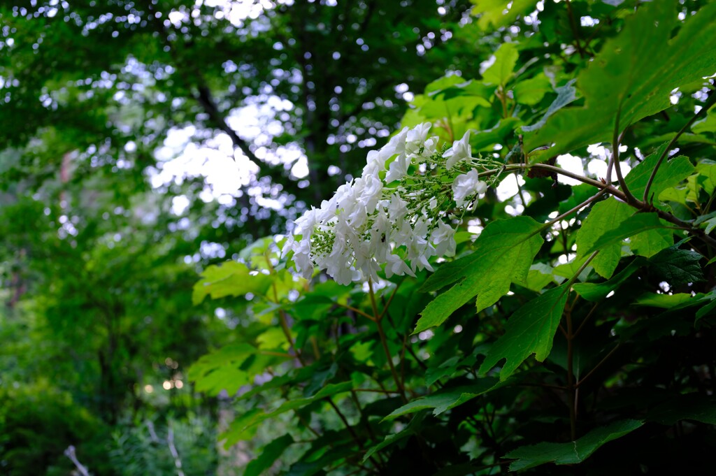 柏葉紫陽花