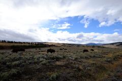 Yellow stone national park