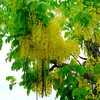Golden Shower