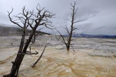 Yellow stone national park