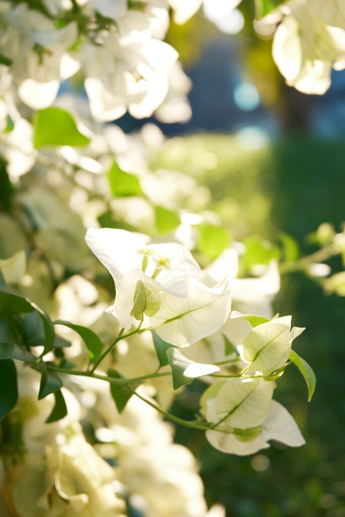 ブーゲンビリア