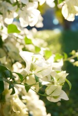 ブーゲンビリア