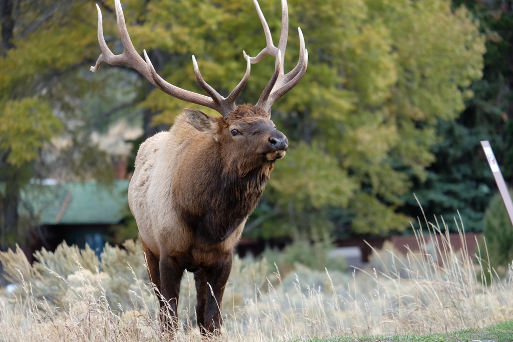 Yellowstone National Park