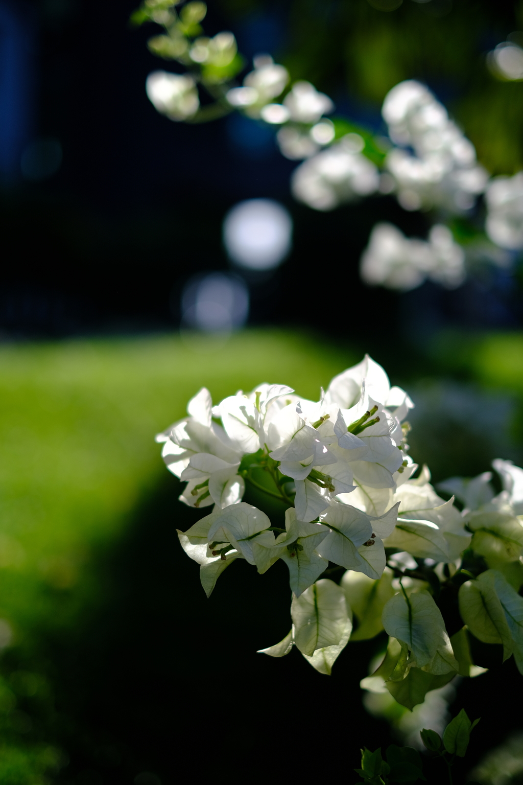 ブーゲンビリア