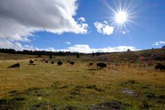 Yellow stone national park
