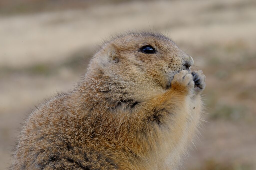 Prairie Dog