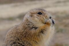 Prairie Dog