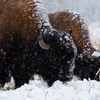 Buffalo