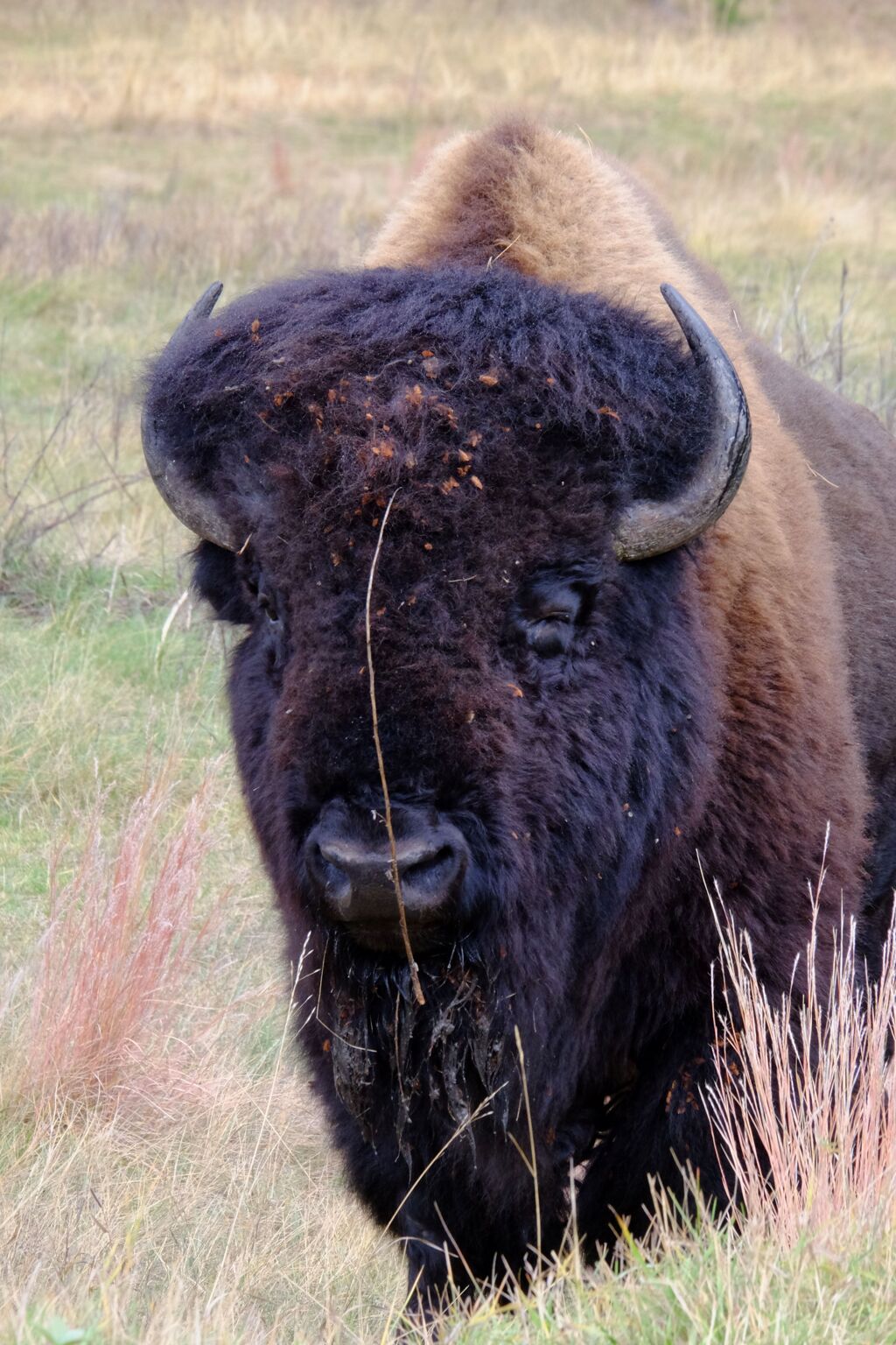 Bison