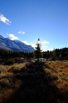 Yellow stone national park