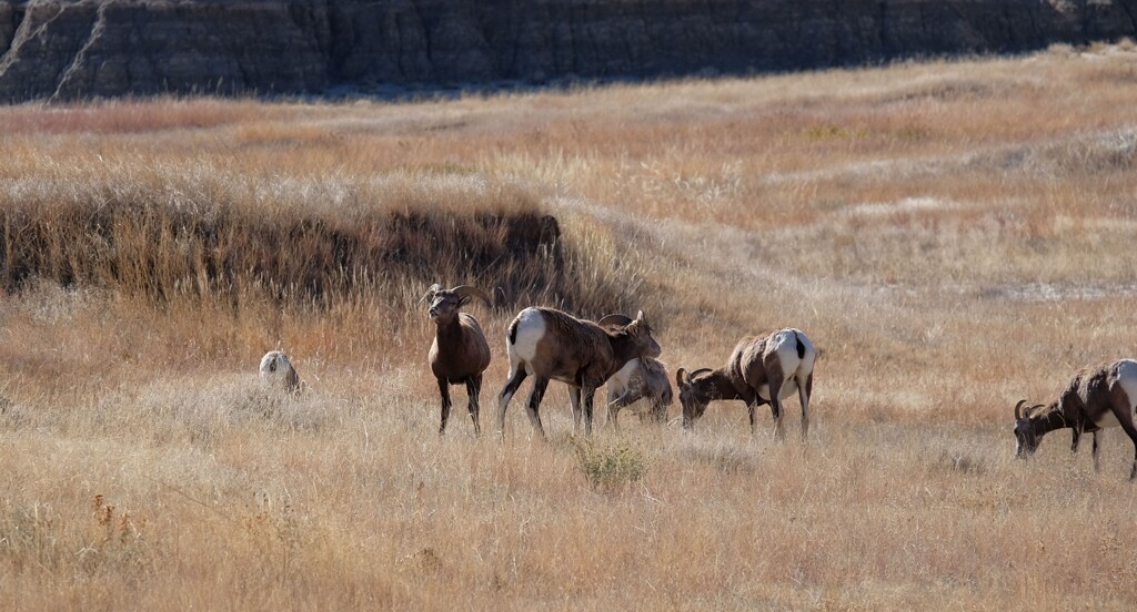Badlands National Park