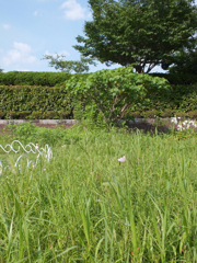 ２０１５年６月２０日　撮影会にて　多摩川
