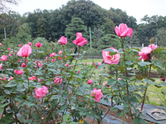 DSCF2109