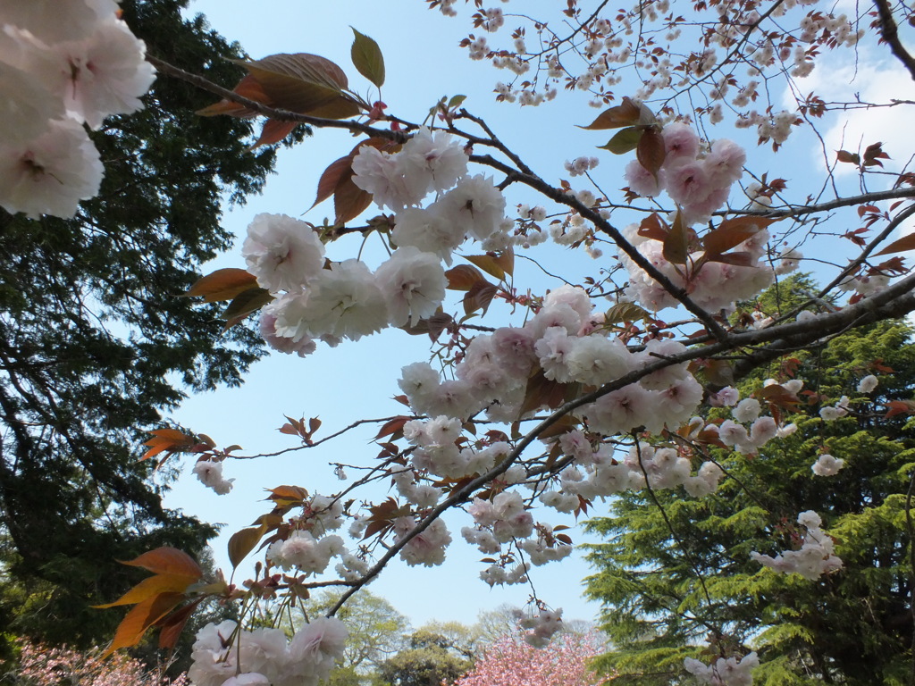 DSCF0733