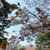 DSCF0733