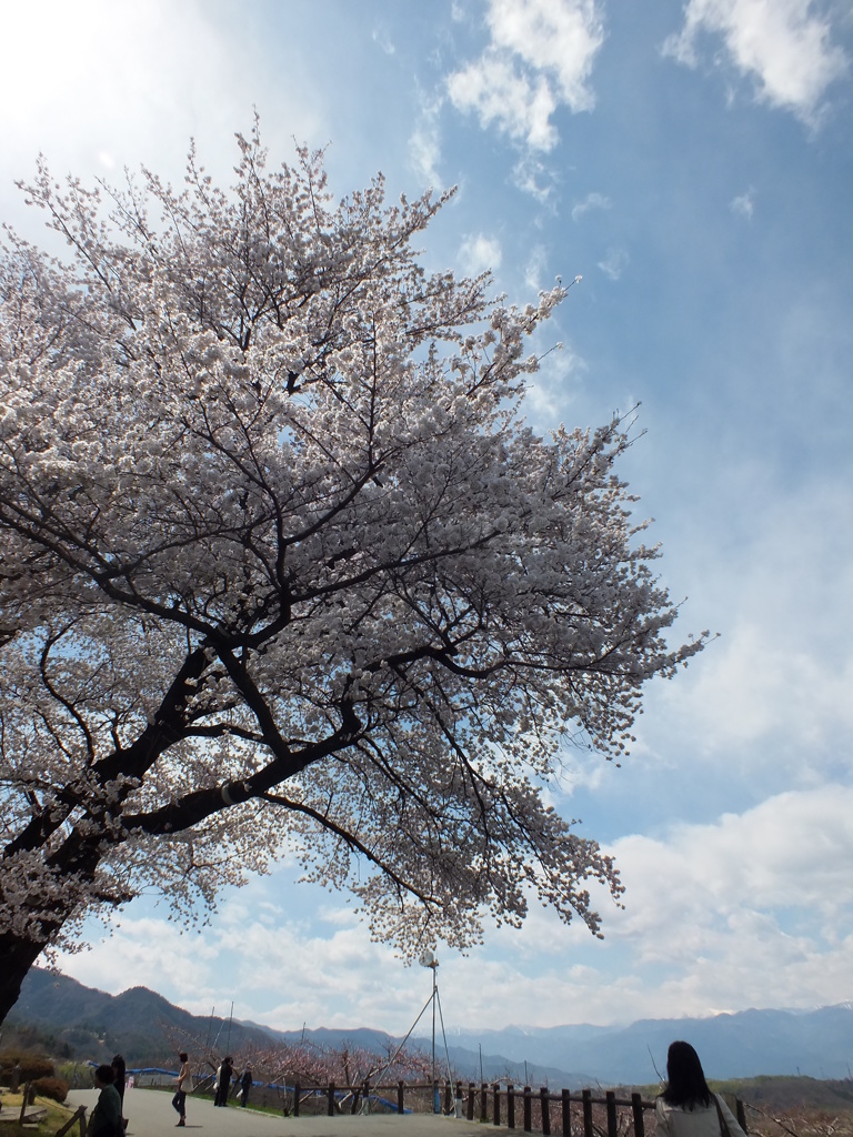 DSCF1288