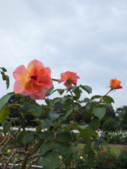DSCF2111