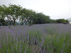 DSCF1389