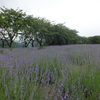 DSCF1389