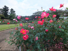 DSCF2114