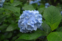 紫陽花