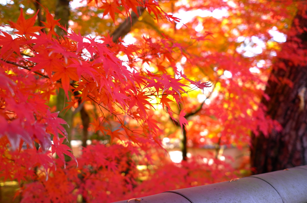 京都奈良の旅3