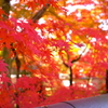 京都奈良の旅3