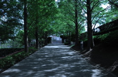 並木道