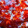 京都奈良の旅1