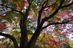 京都 御苑