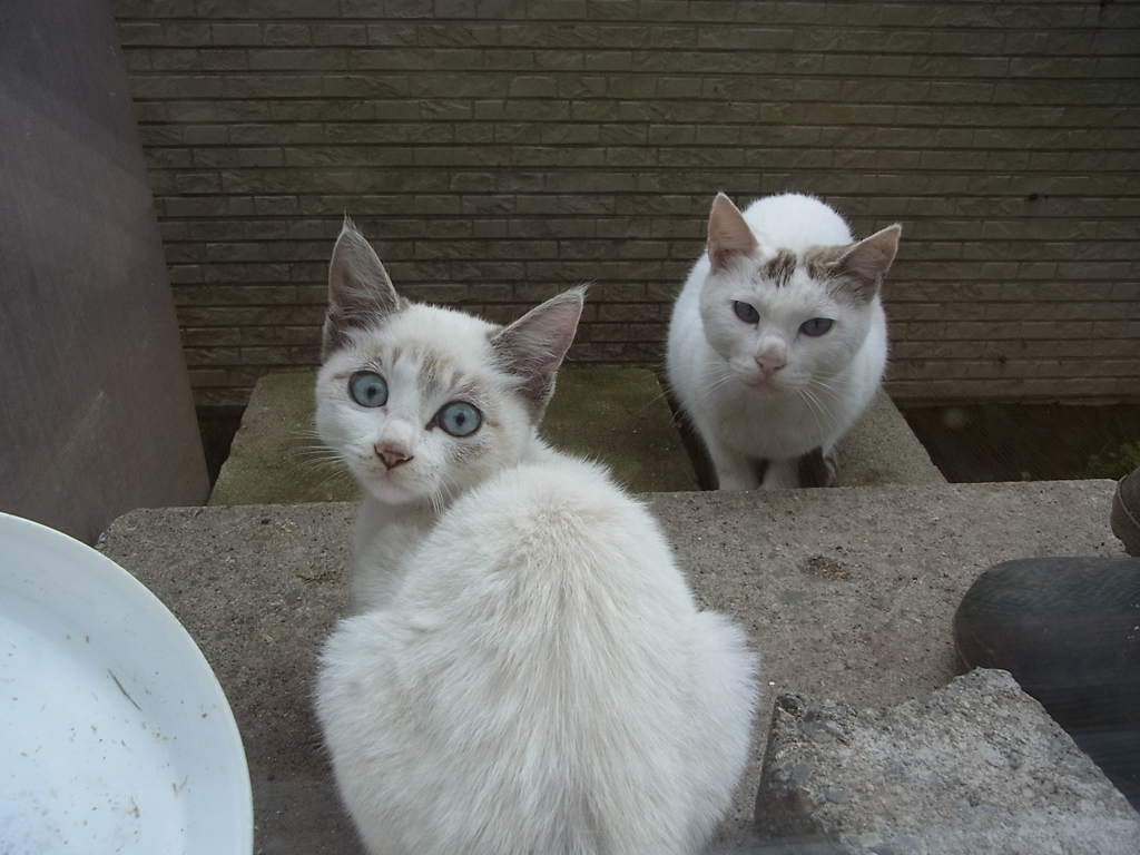 ドキッΣ(･ω･ﾉ)ﾉ！