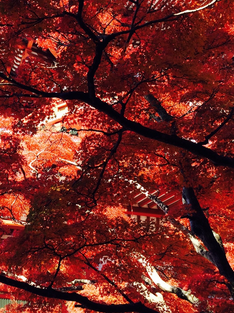 真っ赤な紅葉