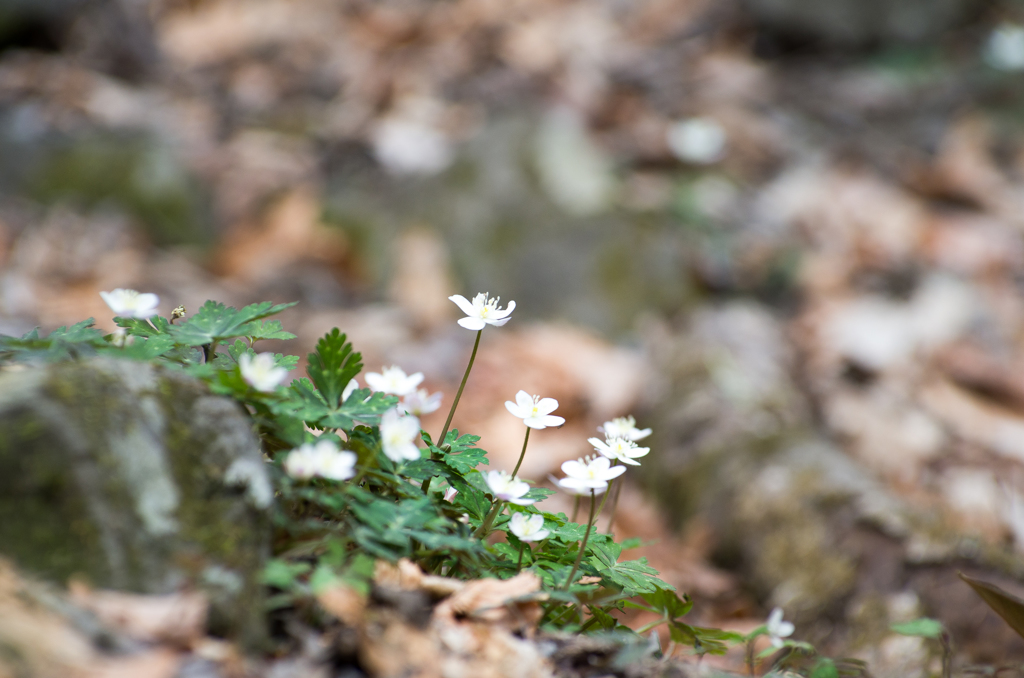 春の白花