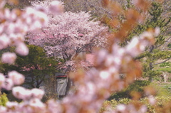 庭に咲く桜