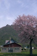 一本桜