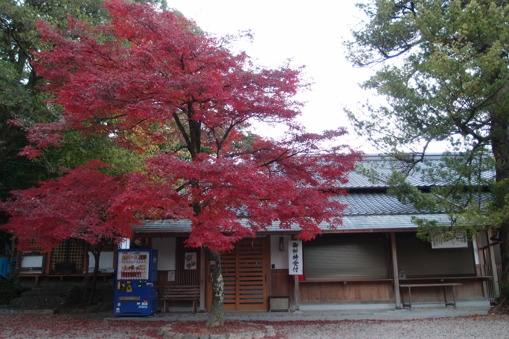 紅葉