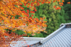 屋根に生える紅葉