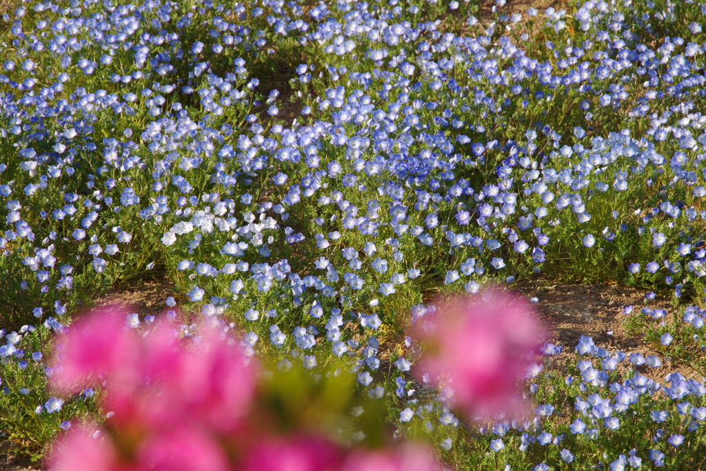 満開の芝桜