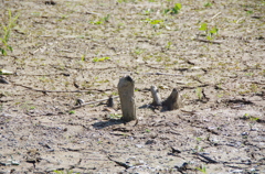 ダム湖底