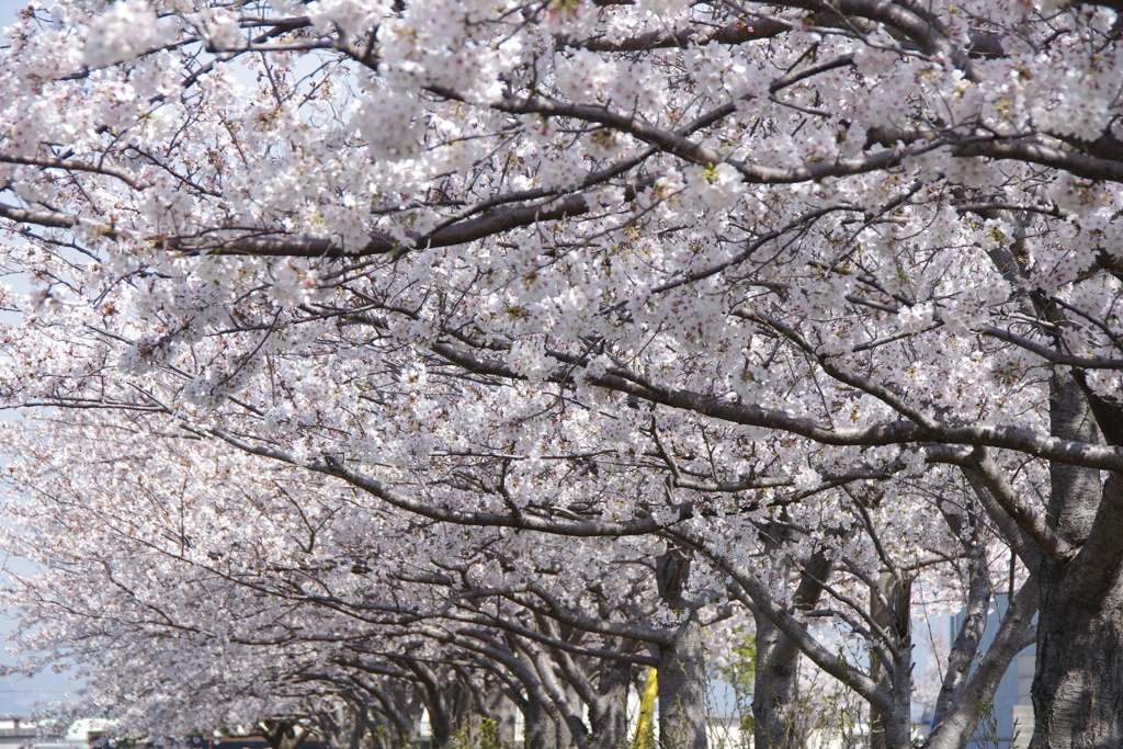 桜の庇