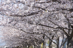 桜の庇
