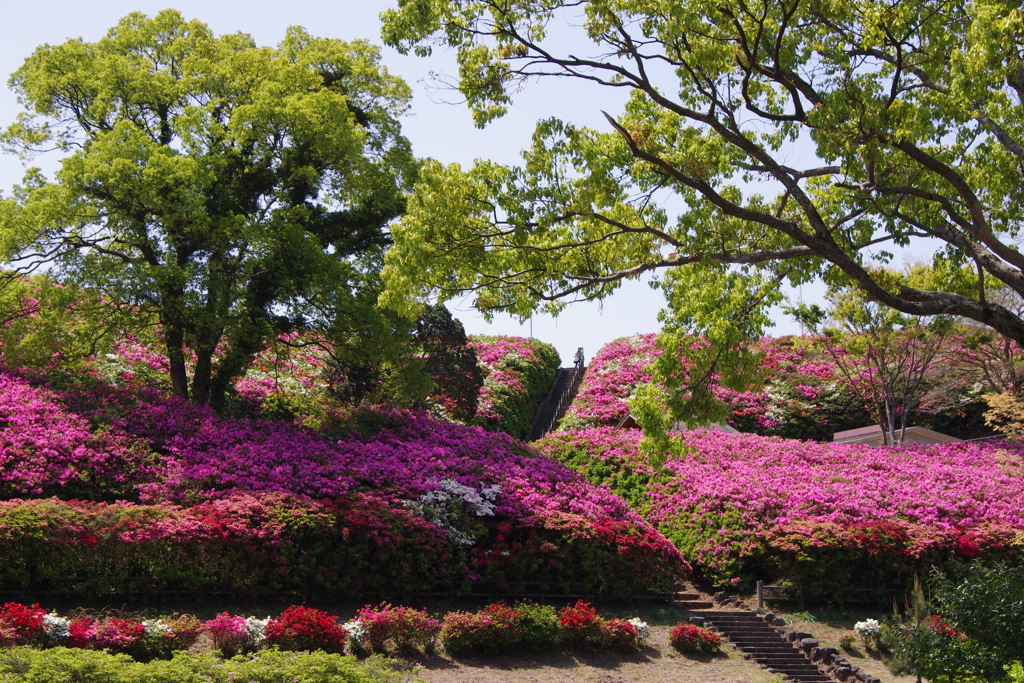 公園を彩るツツジ