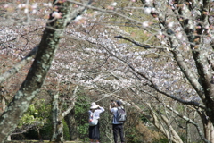 桜ツーショット