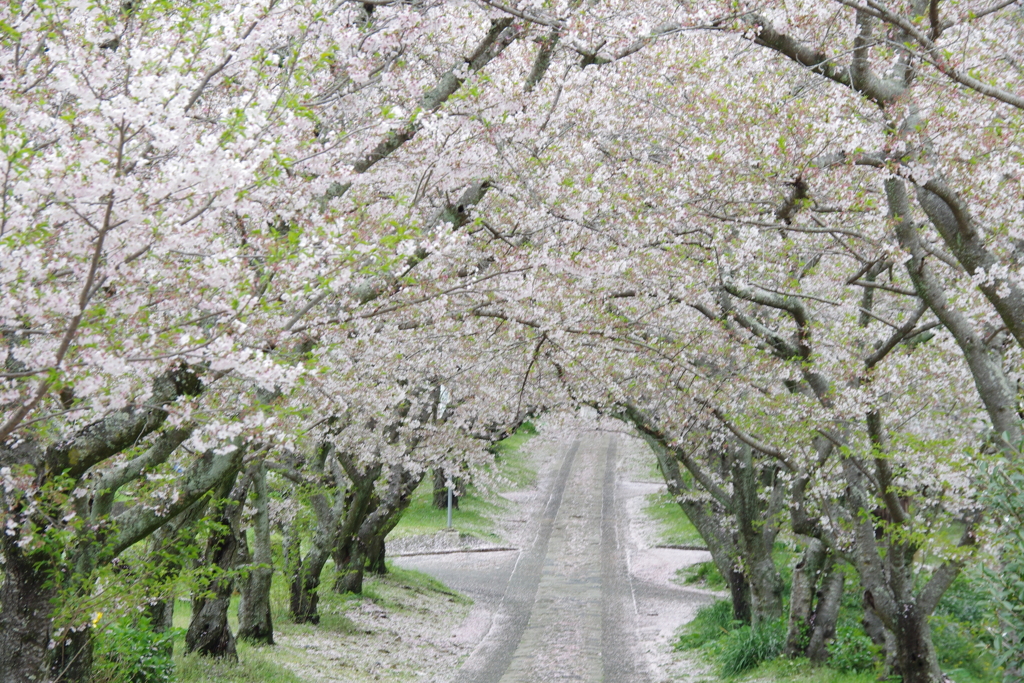 桜のトンネル