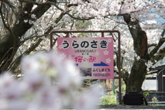 桜の駅