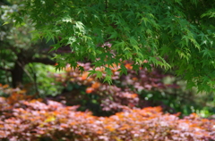 ⑯秋月の5月