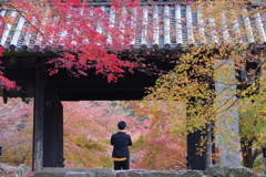 一人静かな紅葉